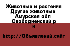 Животные и растения Другие животные. Амурская обл.,Свободненский р-н